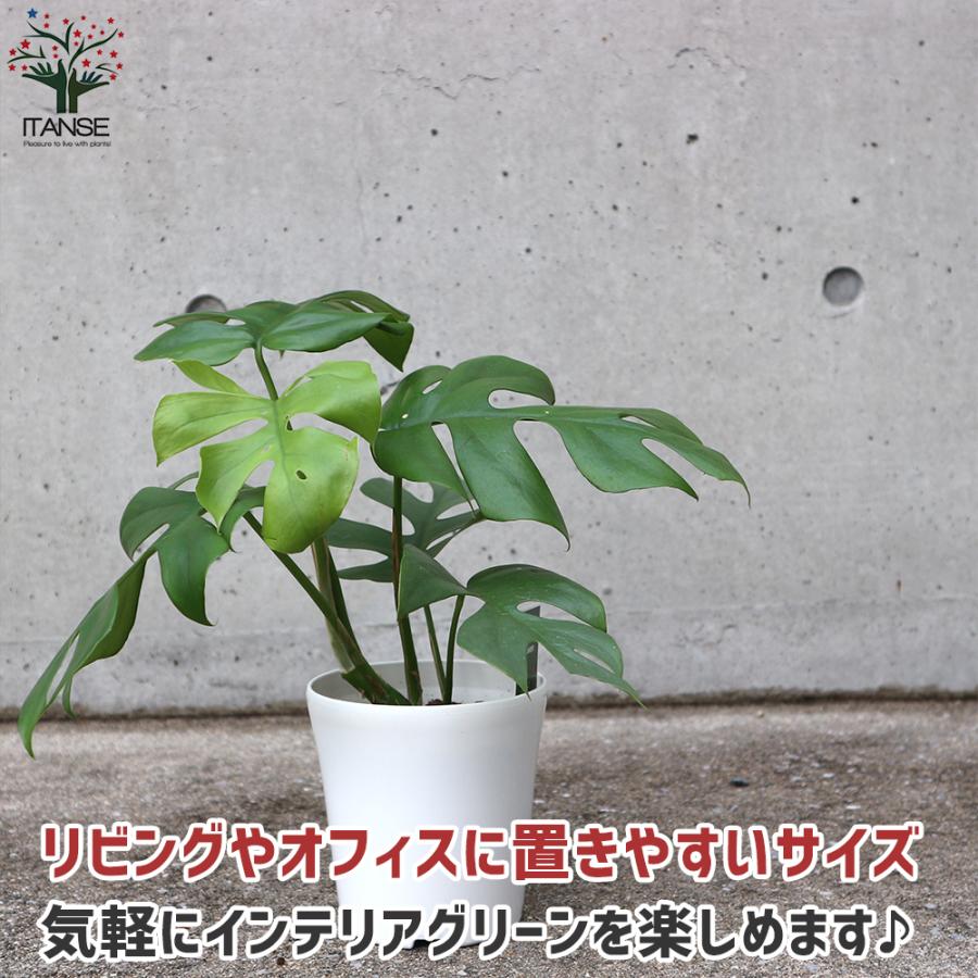 人気カラーの ヒメモンステラ 姫モンステラ 観葉植物 リビングやオフィスに置きやすい4号サイズ 1個売り インテリア 観賞 送料無料 Wantannas Go Id