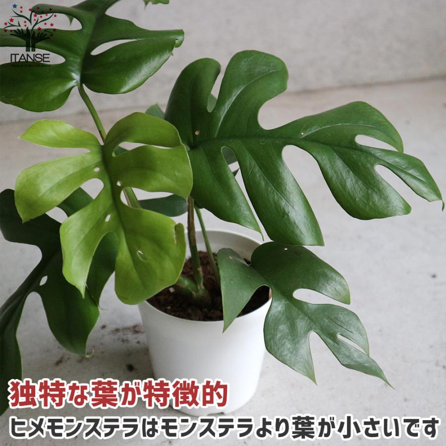 人気カラーの ヒメモンステラ 姫モンステラ 観葉植物 リビングやオフィスに置きやすい4号サイズ 1個売り インテリア 観賞 送料無料 Wantannas Go Id