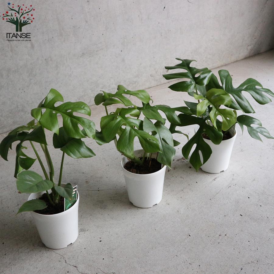 観葉植物の販売・ギフトならフラワーコーポレーション / ミニ観葉植物 