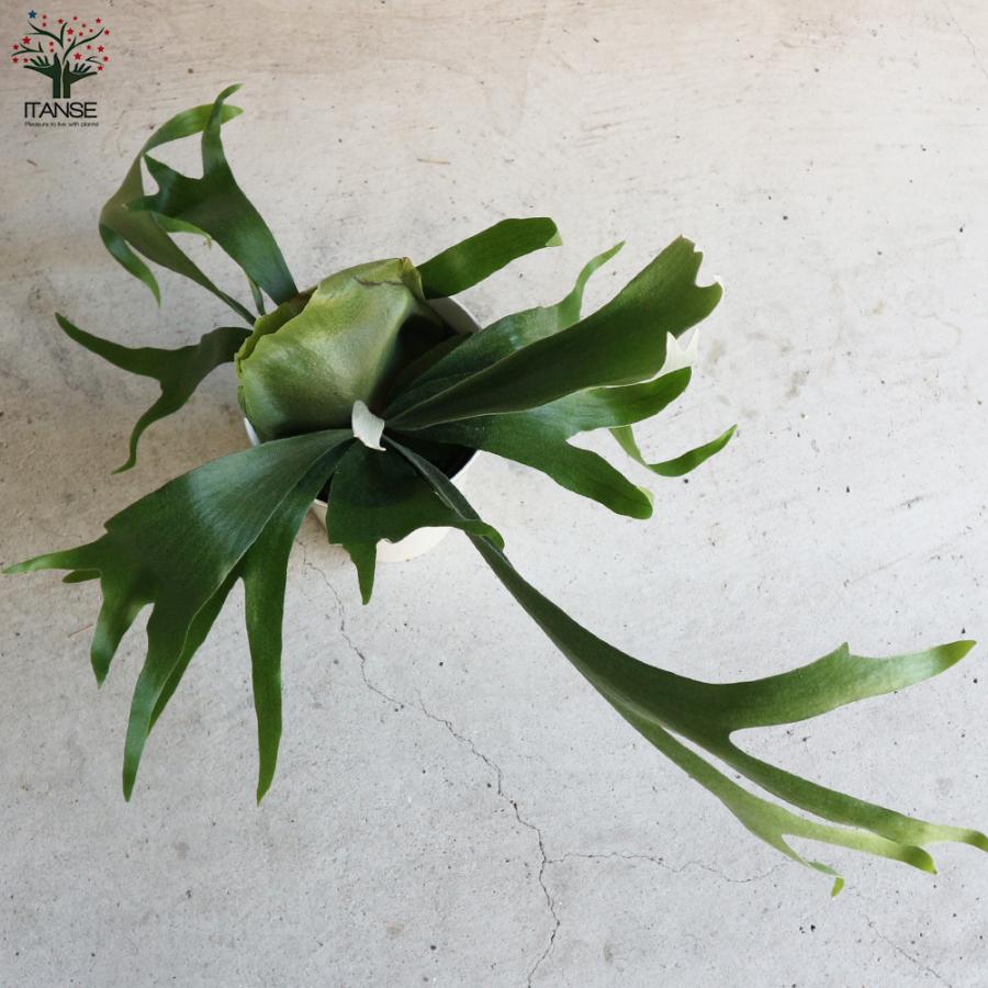 ビカクシダ コウモリラン アルキコルネ 観葉植物 6号鉢 リビングやオフィス向きサイズ 1個売り 送料無料 Kan 野菜苗 植物 青果物販売のitanse 通販 Yahoo ショッピング