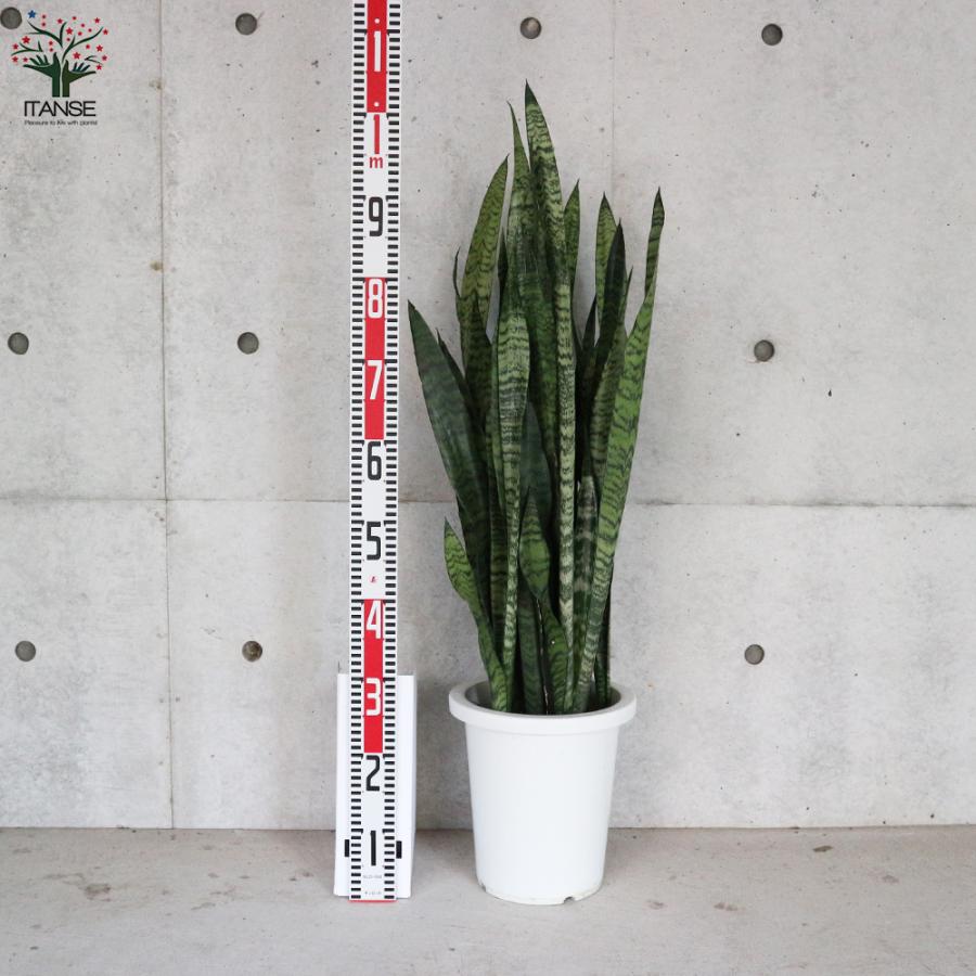 ITANSE サンスベリア・ゼラニカ 観葉植物 大型8号鉢・リビングや