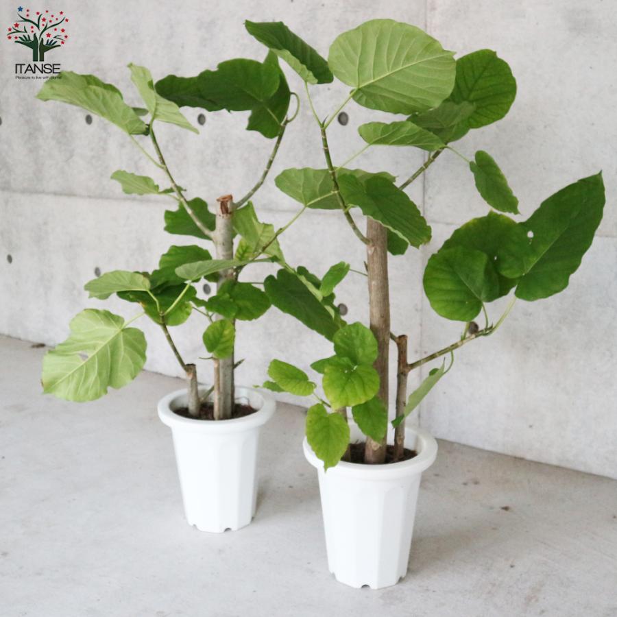 ITANSE フィカス ウンベラータ ゴムの木の仲間 観葉植物 7号 