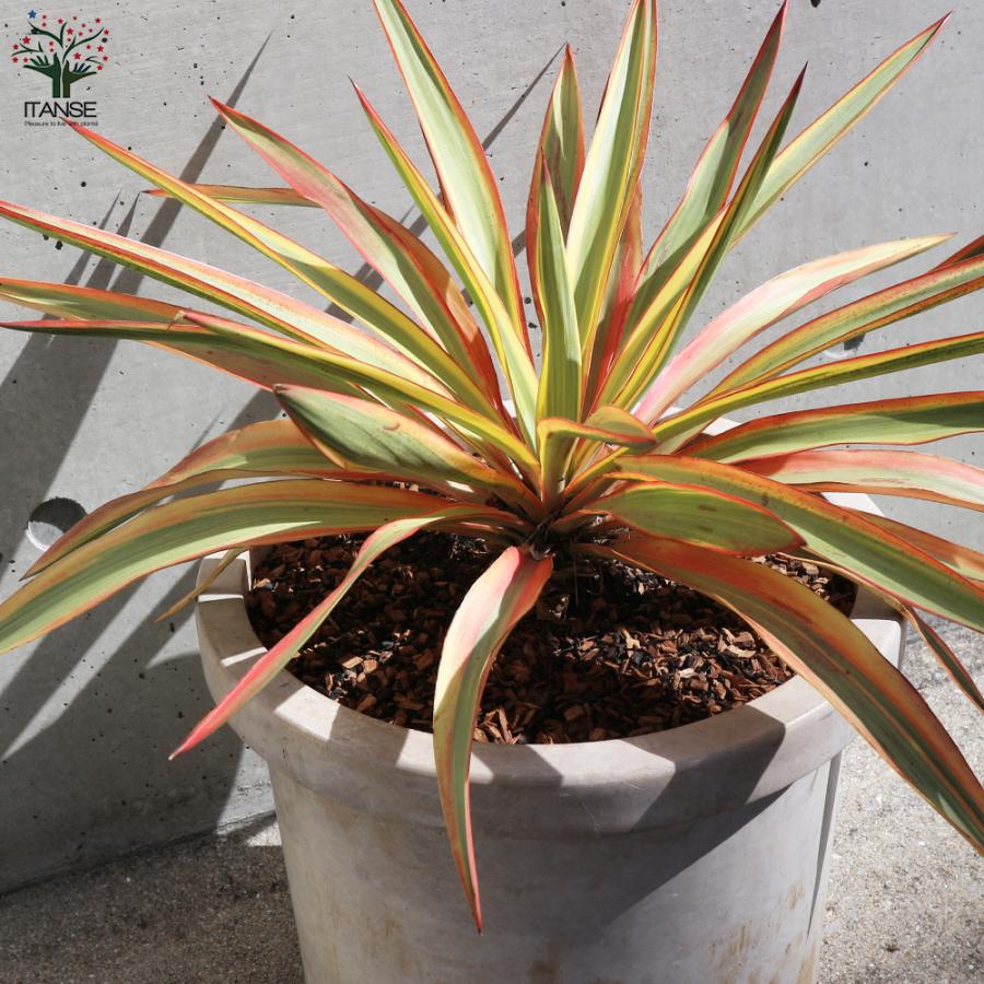 ITANSE ユッカ ・グロリオサ・ブライトスター 観葉植物 10号鉢
