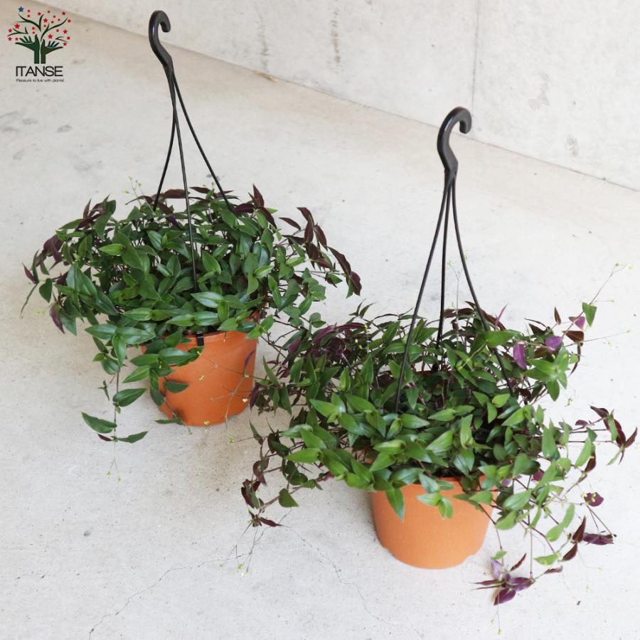 観葉植物 ブライダルベール 観葉植物 5号吊鉢 1個売り 人気 観葉植物 おしゃれ インテリア 観賞 送料無料 Kan 野菜苗 植物 青果物販売のitanse 通販 Yahoo ショッピング