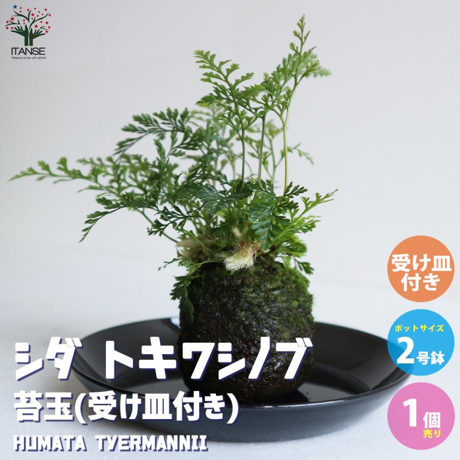 観葉植物 トキワシノブ 観葉植物 2号苔玉 受け皿付き 1個売り 人気 観葉植物 おしゃれ インテリア 観賞 送料無料 Kan 野菜苗 植物 青果物販売のitanse 通販 Yahoo ショッピング