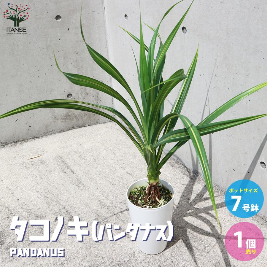 タコノキ パンダナス 観葉植物 7号鉢 リビングやオフィスに置きやすいサイズ 1個売り 人気 インテリア 観賞 送料無料 Kan 野菜苗 植物 青果物販売のitanse 通販 Yahoo ショッピング