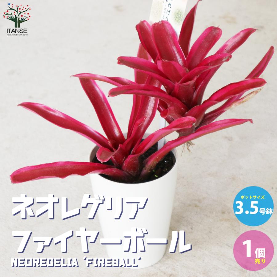 ITANSE ネオレゲリア ・ファイヤーボール 観葉植物 熱帯植物 3.5号鉢 1