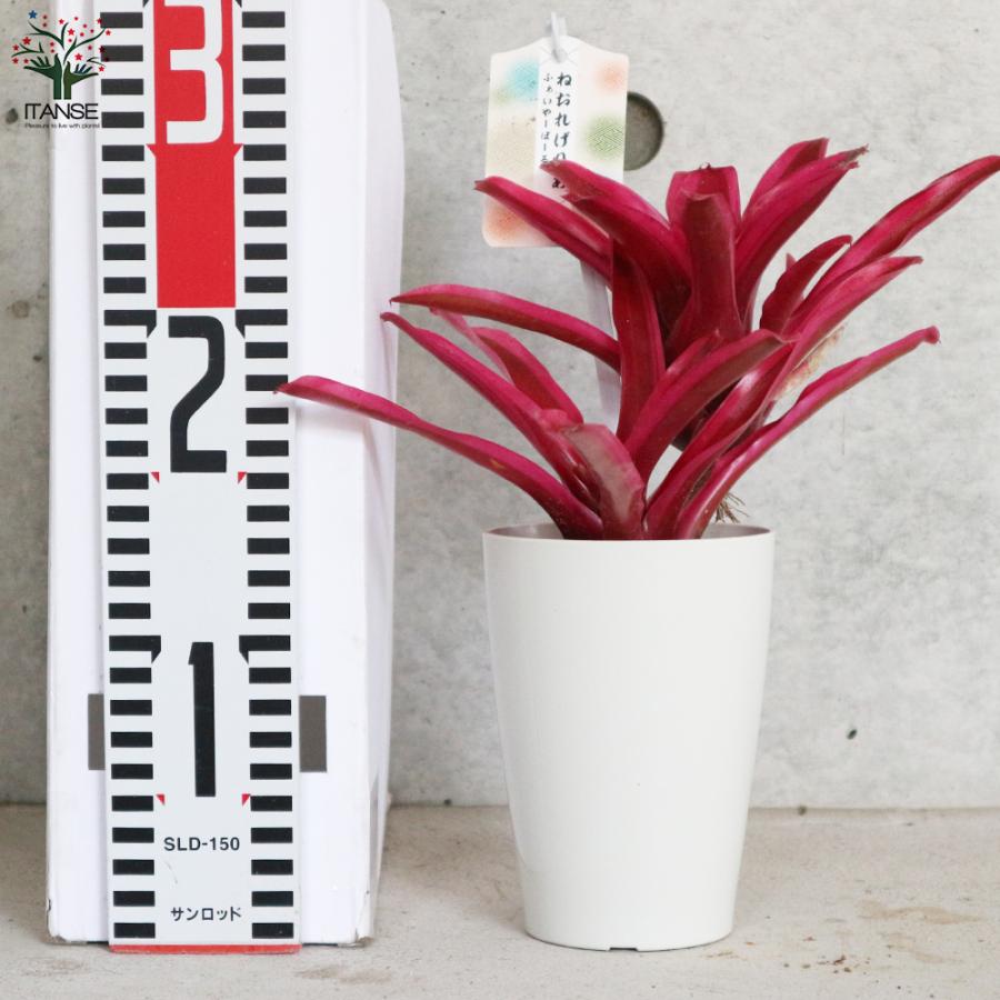 ITANSE ネオレゲリア ・ファイヤーボール 観葉植物 熱帯植物 3.5号鉢 1