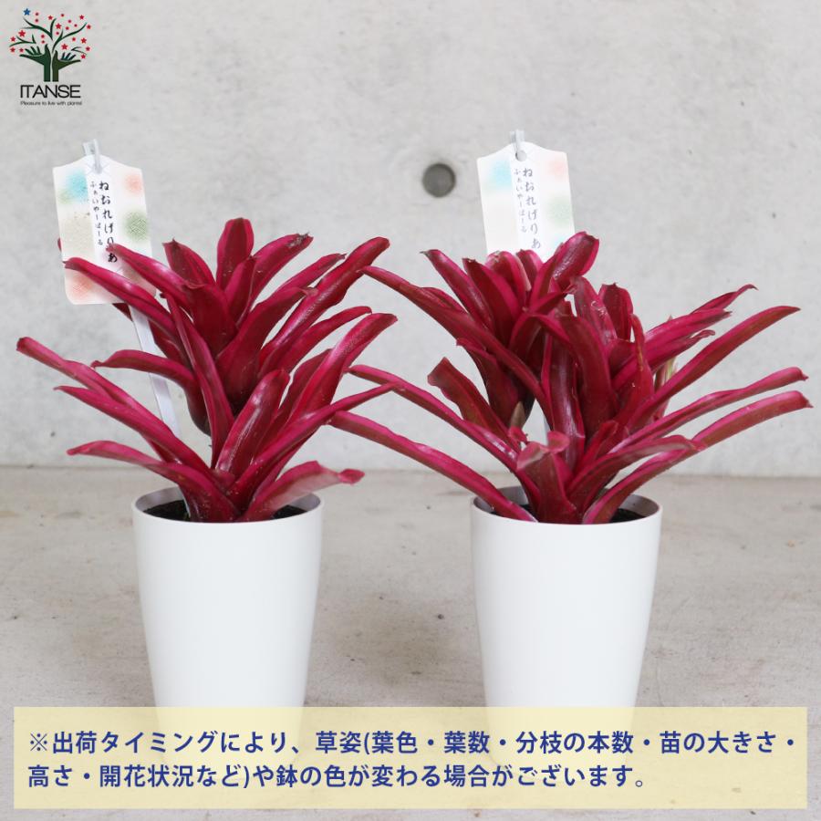 ITANSE ネオレゲリア ・ファイヤーボール 観葉植物 熱帯植物 3.5号鉢 1