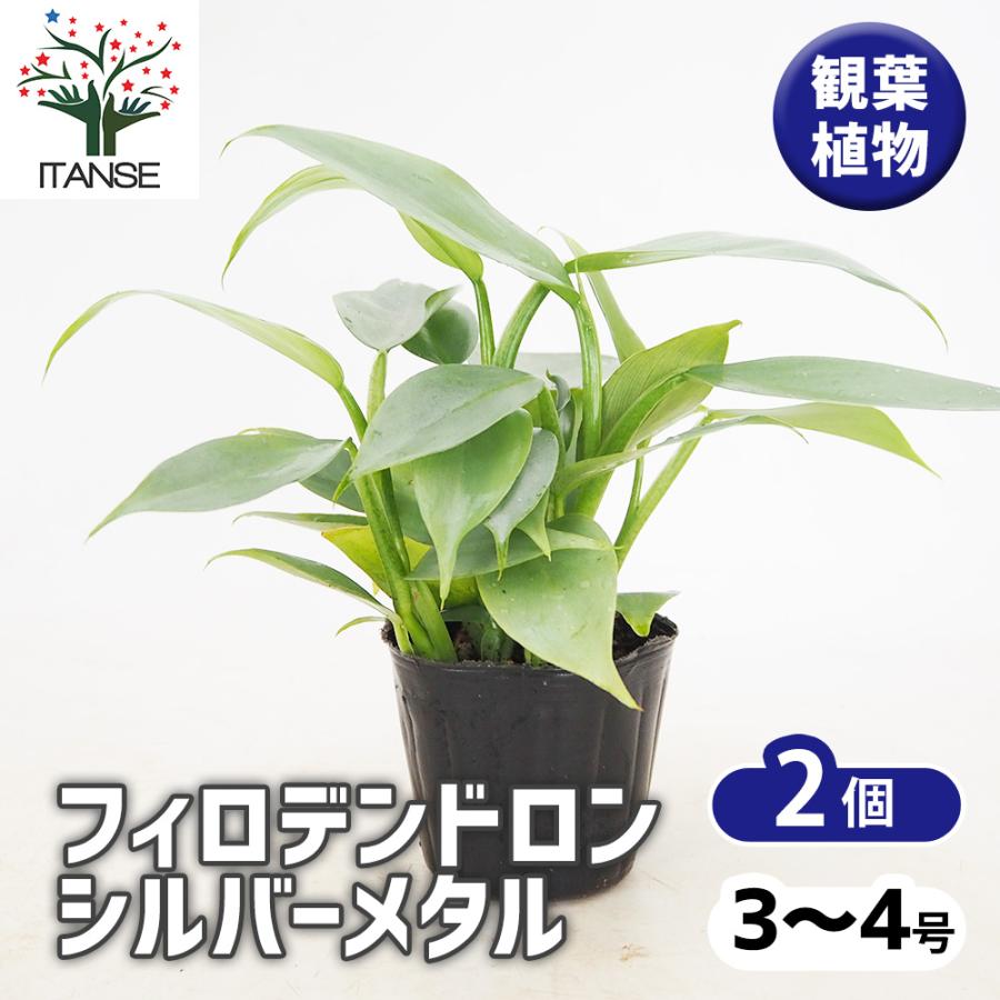 フィロデンドロン シルバーメタル 斑入り 約3号鉢 No.001