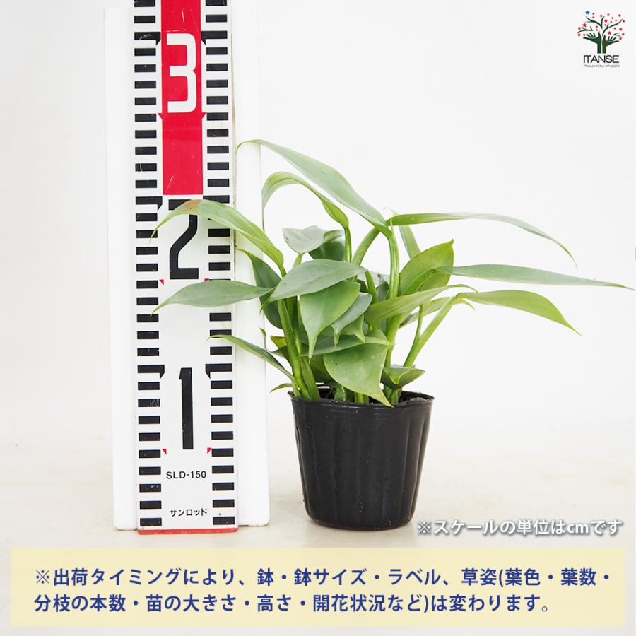 ITANSE フィロデンドロン・シルバーメタル 観葉植物 3〜4号鉢