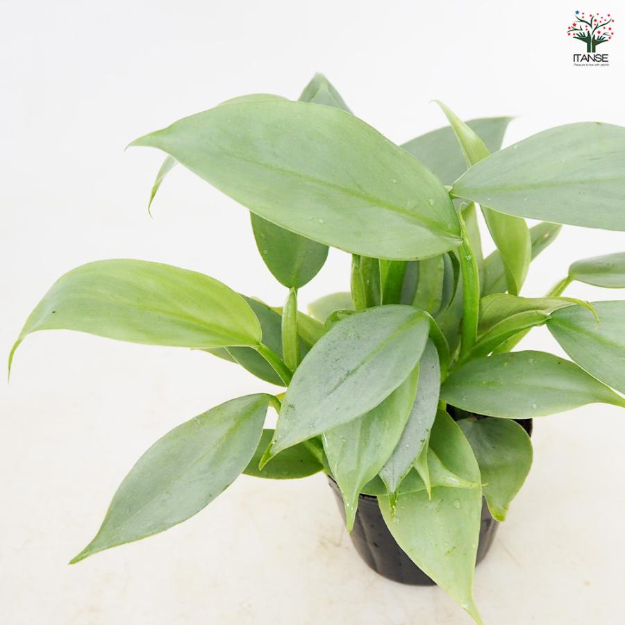 ITANSE フィロデンドロン・シルバーメタル 観葉植物 3〜4号鉢