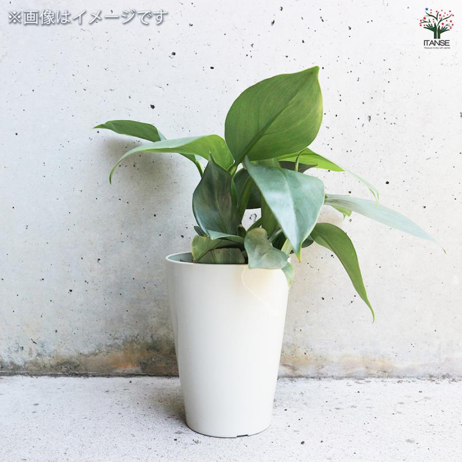 ITANSE フィロデンドロン・シルバーメタル 観葉植物 3〜4号鉢