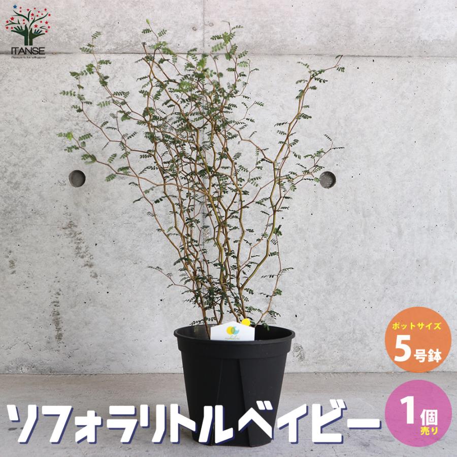 ソフォラ プロストラータ リトルベイビー 観葉植物 5号鉢 1個売り 人気 観葉植物 おしゃれ インテリア 観賞 送料無料 Kan 野菜苗 植物 青果物販売のitanse 通販 Yahoo ショッピング