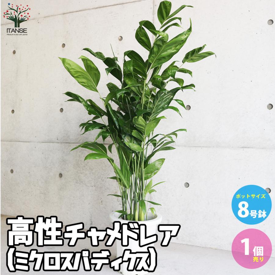 ITANSE 高性チャメドレア (ミクロスパディクス) 観葉植物 8号鉢