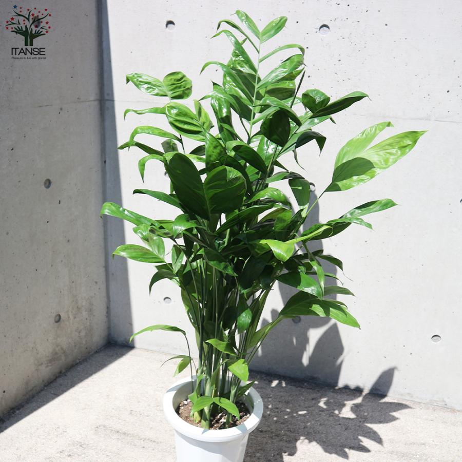 観葉植物 No8407 フェイクグリーン 「表情のちがう3つの葉で彩る × 並べるだけで