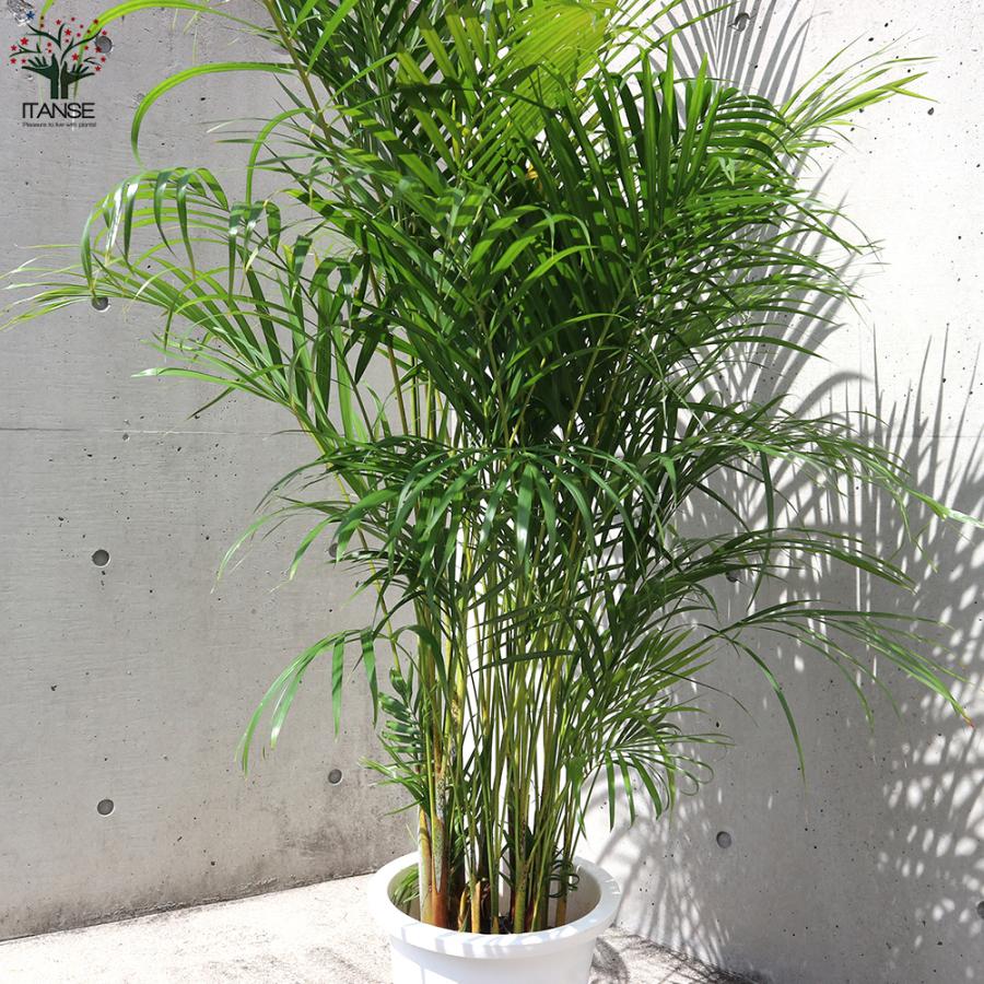 B*h様 耐陰性◎ インテリア向け人気観葉植物【アレカヤシ】大型サイズ 室内南国 ITANSE アレカヤシ 10号大鉢:尺鉢大型・リビングやオフィス向き