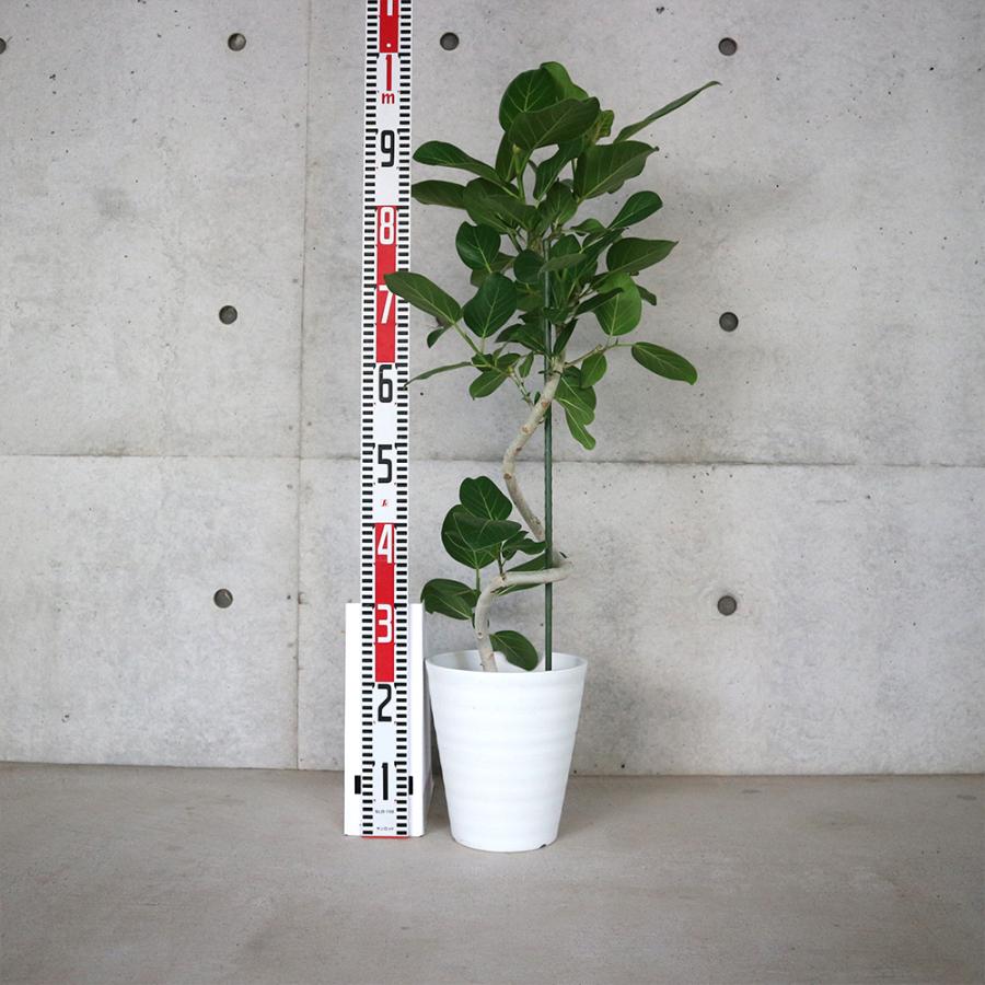 ITANSE フィカス ベンガレンシス ゴムの木の仲間 観葉植物
