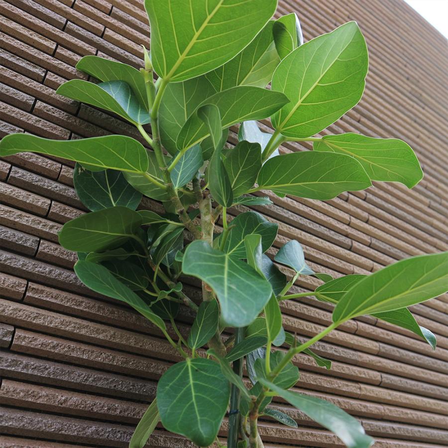 ITANSE フィカス ベンガレンシス ゴムの木の仲間 観葉植物 曲がり
