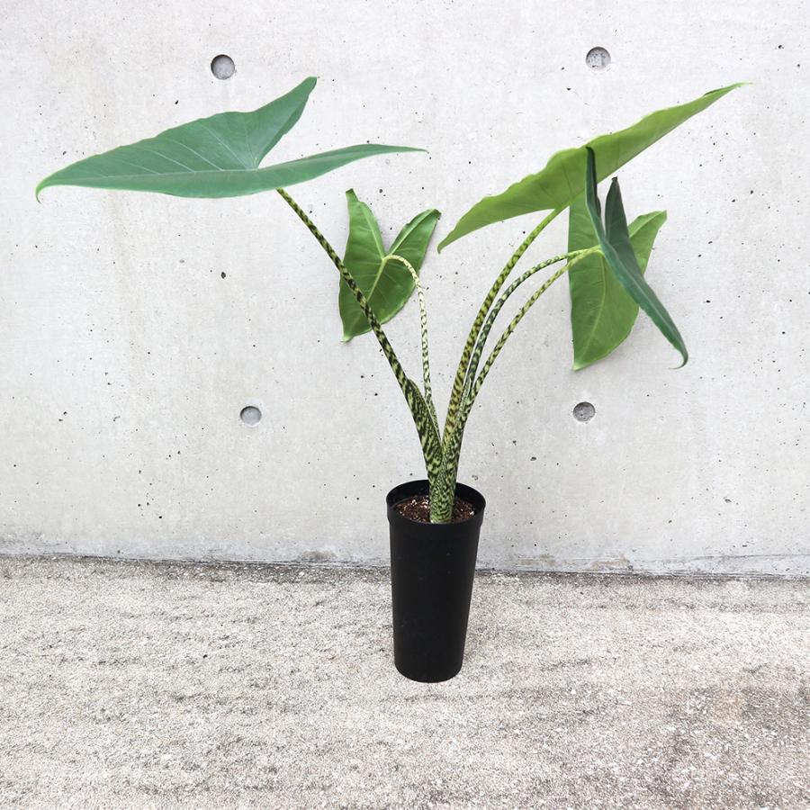 ITANSE アロカシア ・ゼブリナ 観葉植物 3.5号ロングポット仕立て 1個