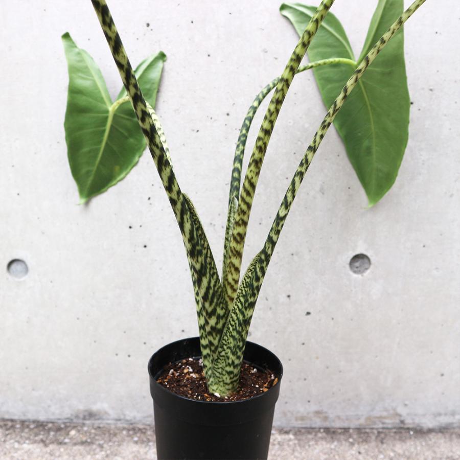 ITANSE アロカシア ・ゼブリナ 観葉植物 3.5号ロングポット