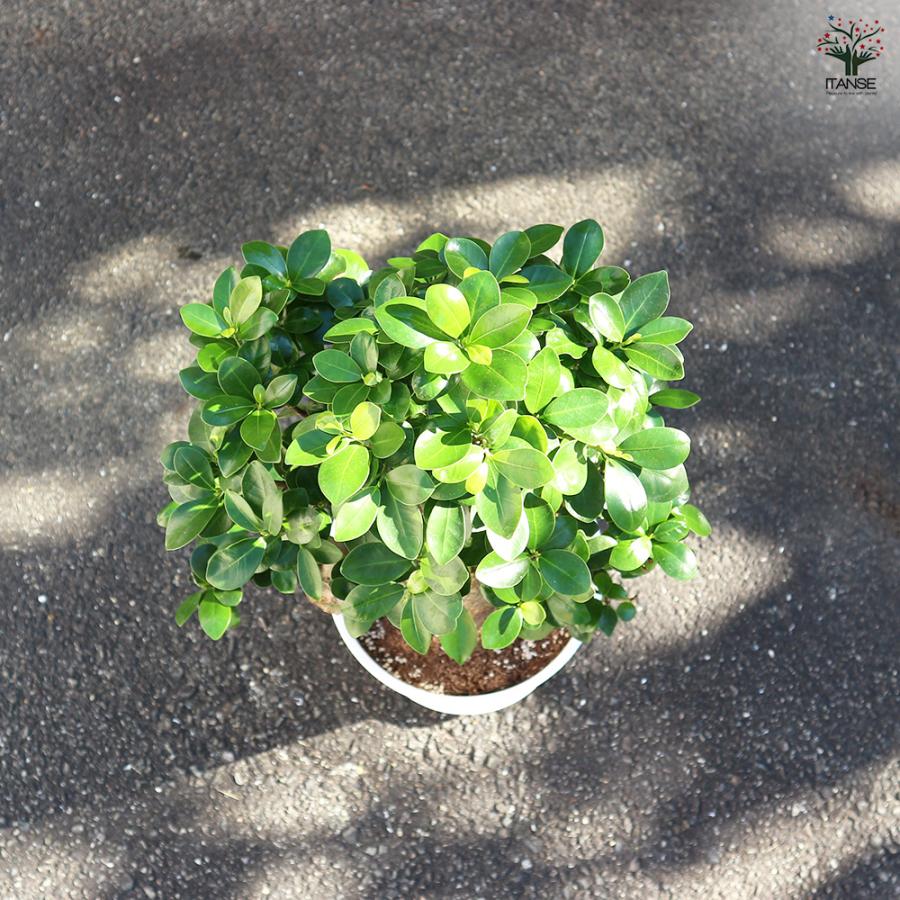 ITANSE ガジュマル 曲がり仕立て 7〜8号 観葉植物 /1個売り ガジュマル
