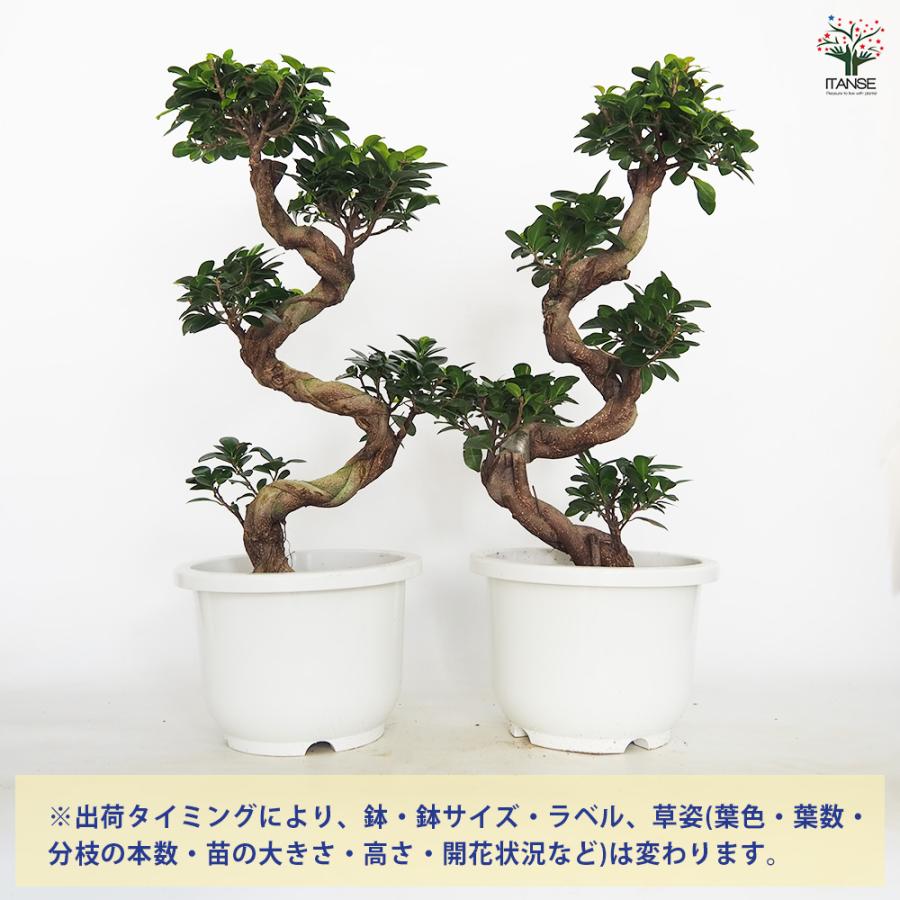 ITANSE ガジュマル 曲がり仕立て 7〜8号 観葉植物 /1個売り ガジュマル