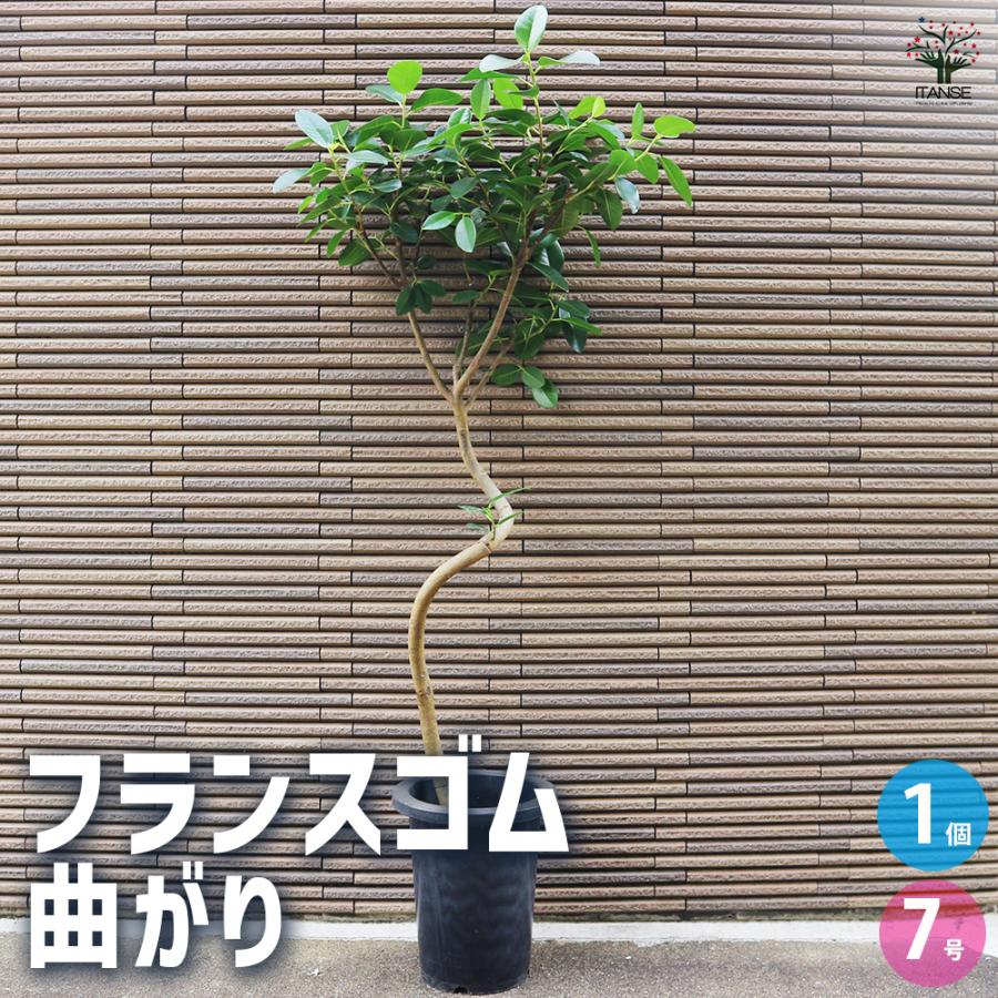 ITANSE フランスゴム 曲がり仕立て 観葉植物 /1個売り ゴム ゴムの木