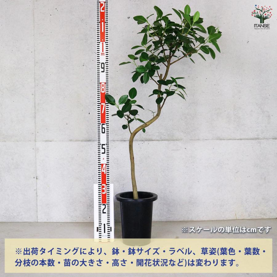 ITANSE フランスゴム 曲がり仕立て 観葉植物 /1個売り ゴム ゴムの木