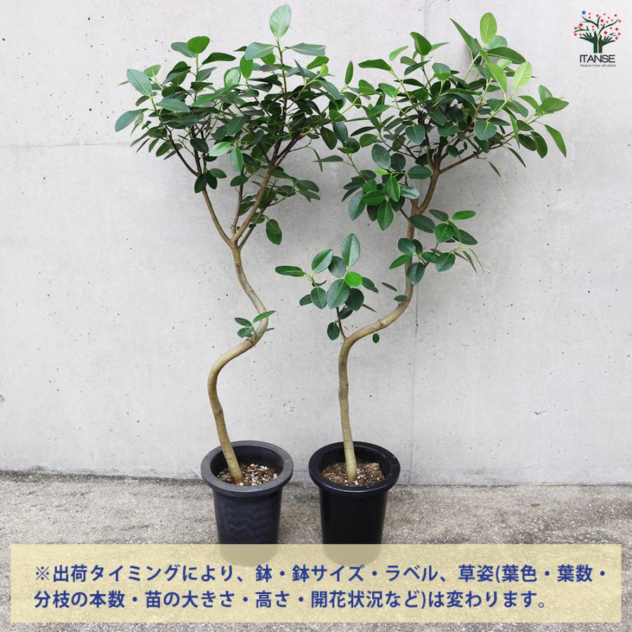 ITANSE フランスゴム 曲がり仕立て 観葉植物 /1個売り ゴム ゴムの木