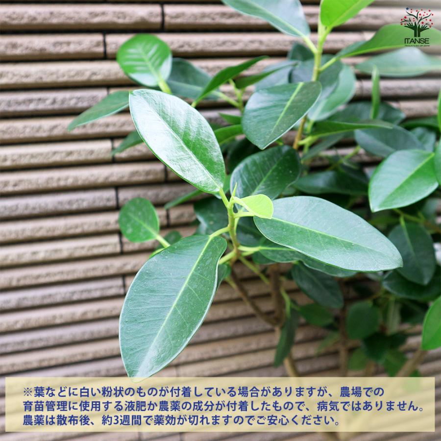 ITANSE フランスゴム 曲がり仕立て 観葉植物 /1個売り ゴム ゴムの木