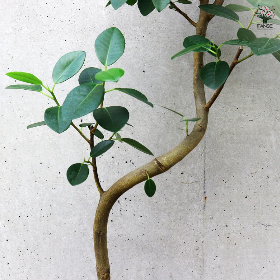 ITANSE フランスゴム 曲がり仕立て 観葉植物 /1個売り ゴム ゴムの木