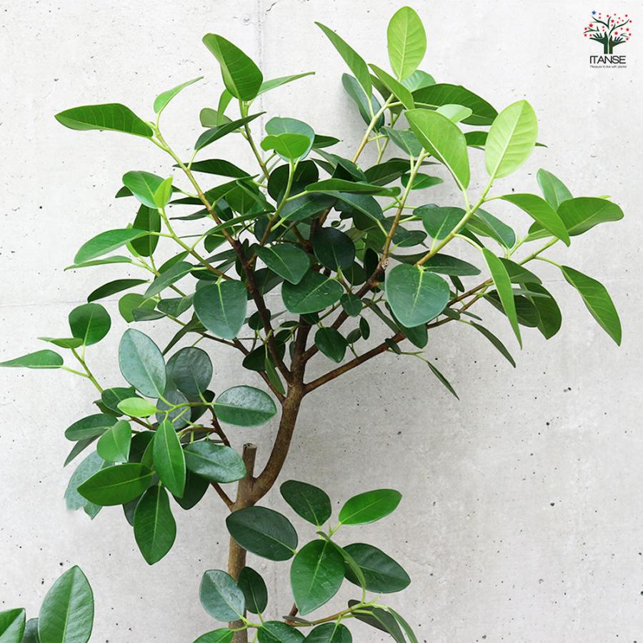 ITANSE フランスゴム 曲がり仕立て 観葉植物 /1個売り ゴム ゴムの木