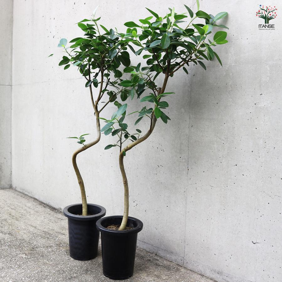 ITANSE フランスゴム 曲がり仕立て 観葉植物 /1個売り ゴム ゴムの木
