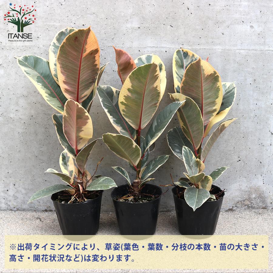 ITANSE フィカス・ティネケ(ティネケゴム)ゴムの木の仲間 斑入り 観葉