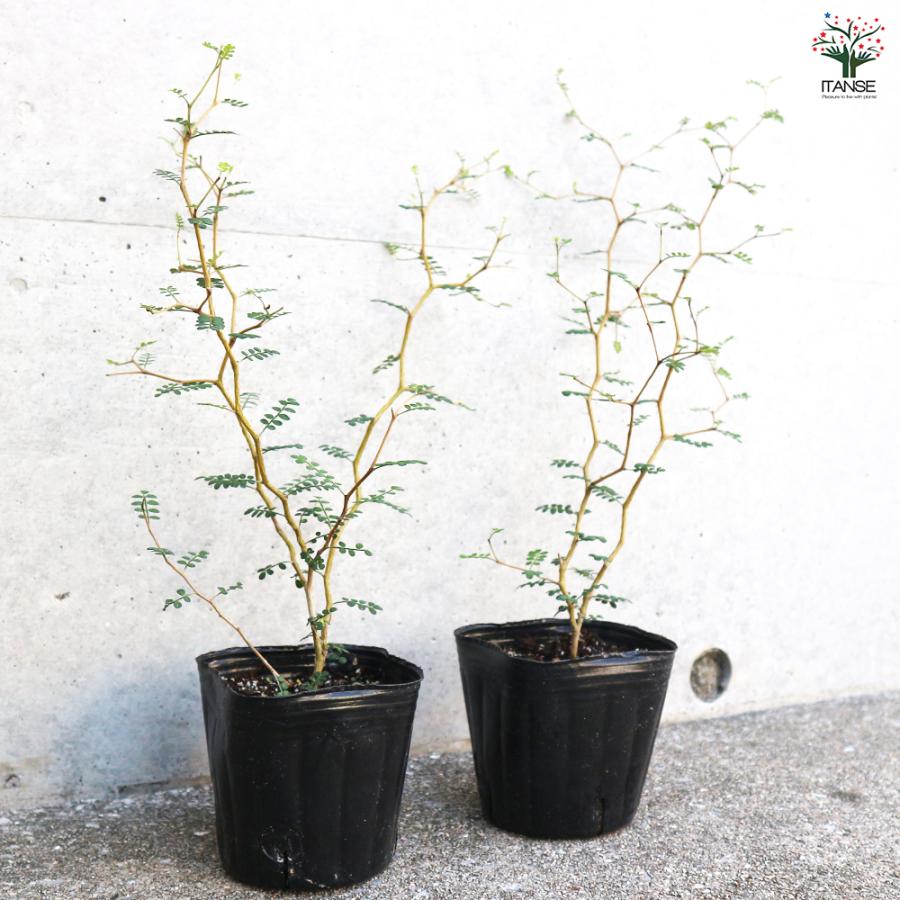 ITANSE ソフォラ ミクロフィラ リトルベイビー 観葉植物 1個売り かわいい 植木 盆栽 イタンセ公式 野菜苗・植物・青果物販売のITANSE - 通販 - Yahoo ショッピング