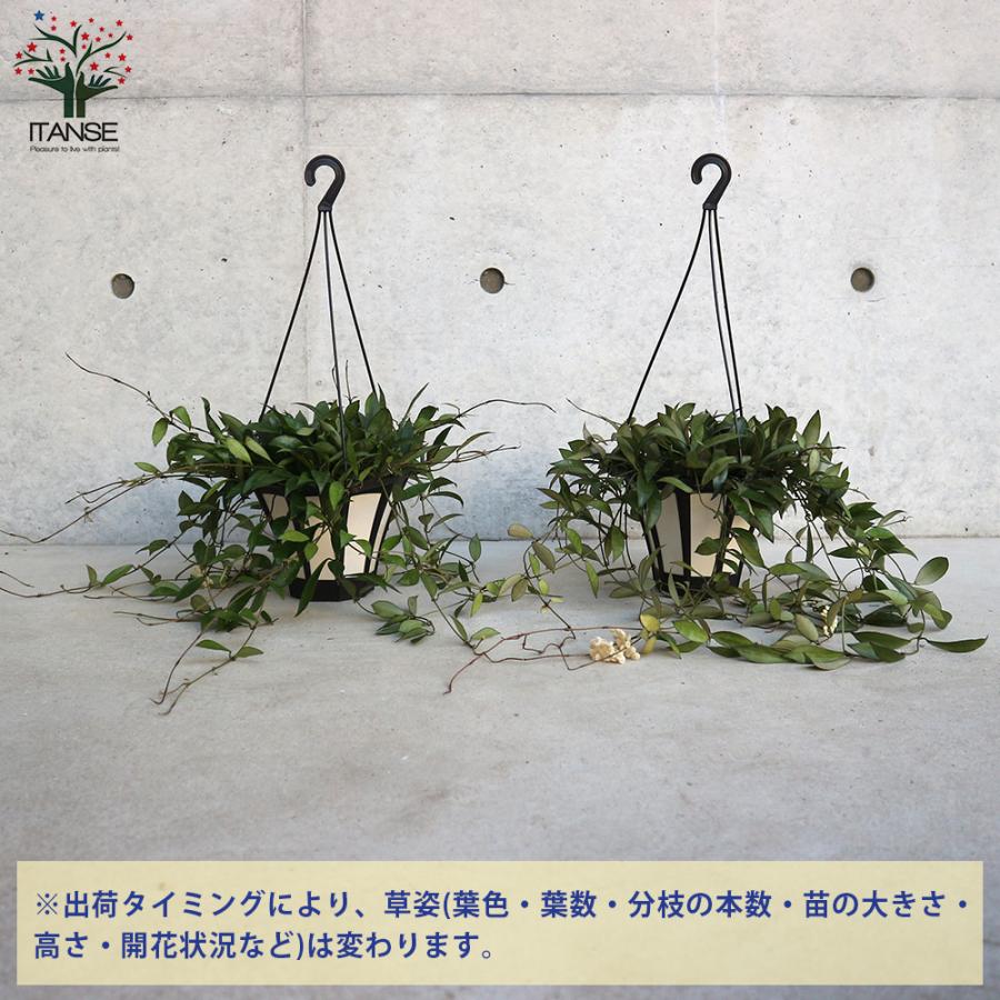 ITANSE ホヤ(桜ラン)・ラクノーサ 観葉植物 リビングやオフィス向き