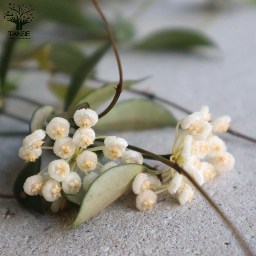 ITANSE ホヤ(桜ラン)・ラクノーサ 観葉植物 リビングやオフィス向き