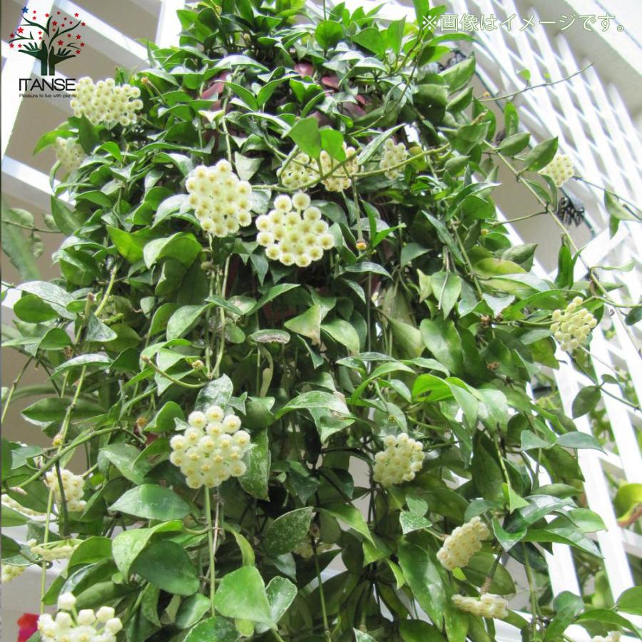 ITANSE ホヤ(桜ラン)・ラクノーサ 観葉植物 リビングやオフィス向き