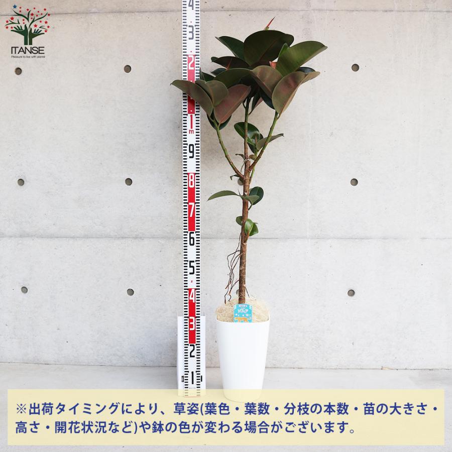 ITANSE フィカス エラスティカ・ソフィア(ゴムの木の仲間) 観葉植物 8