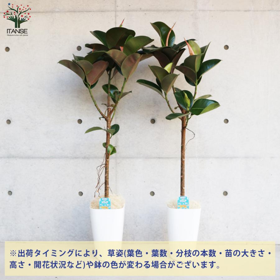 ITANSE フィカス エラスティカ・ソフィア(ゴムの木の仲間) 観葉植物 8