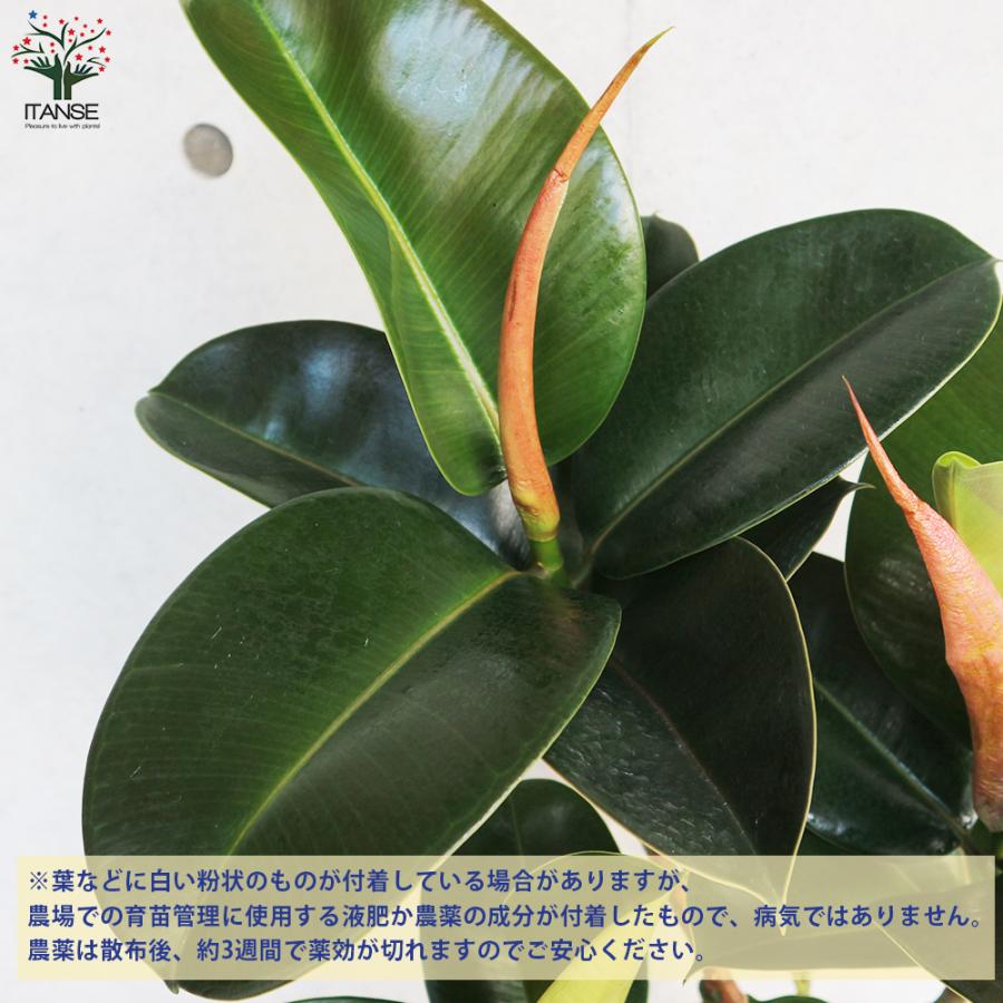 ITANSE フィカス エラスティカ・ソフィア(ゴムの木の仲間) 観葉植物 8