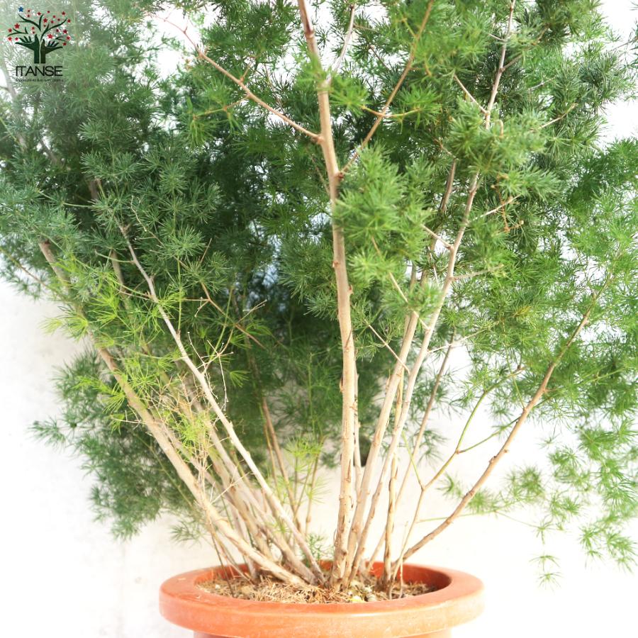 ITANSE アスパラガス ミリオグラタス 観葉植物 7号鉢 1個売り 人気
