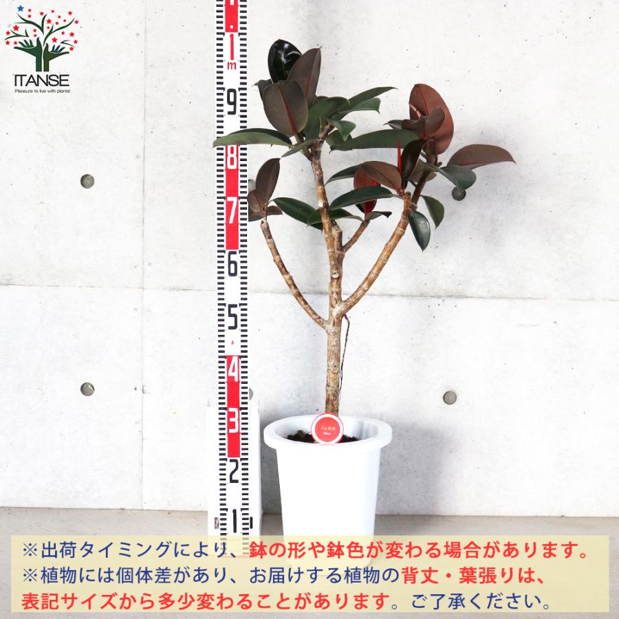 ITANSE フィカス ・バーガンディー 観葉植物 8号 ストレート仕立 1個