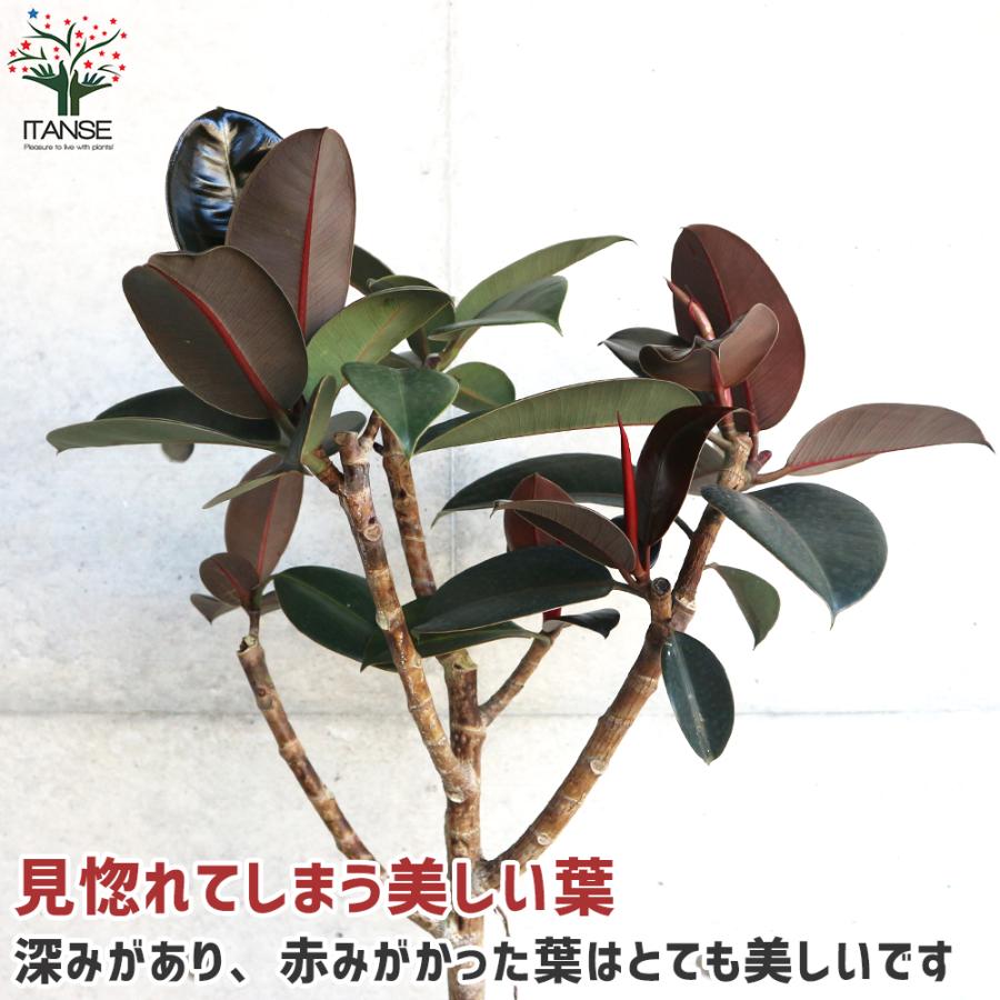 ITANSE フィカス ・バーガンディー 観葉植物 8号 ストレート仕立 1個