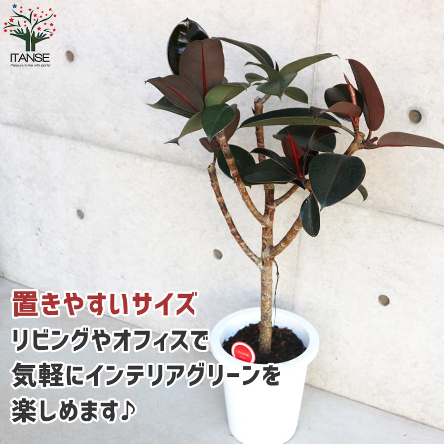 ITANSE フィカス ・バーガンディー 観葉植物 8号 ストレート仕立 1個