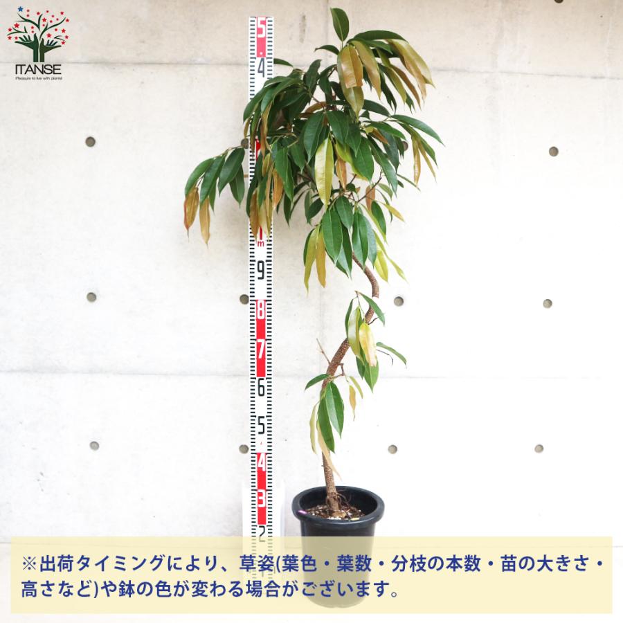 ITANSE 湘南ゴム アムステルダム (フィカス・アムステルダム キング