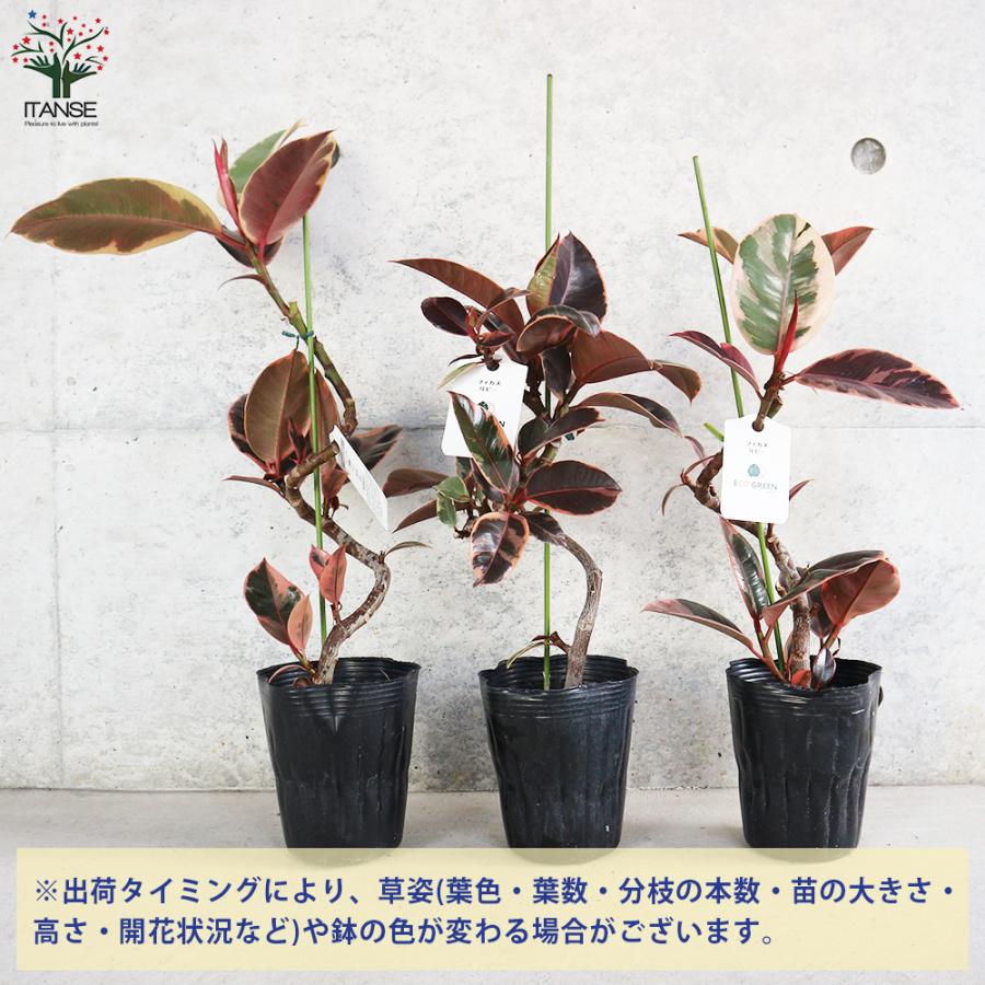 ITANSE フィカス ルビー 曲がり仕立て 観葉植物 4号 1個売り 人気