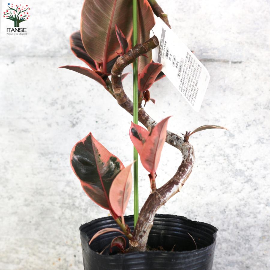 ITANSE フィカス ルビー 曲がり仕立て 観葉植物 4号 1個売り 人気