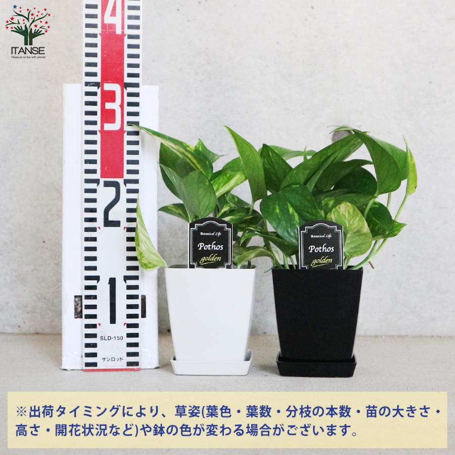 ITANSE ポトス ゴールデン 観葉植物 角鉢4号 1個売り 人気 おしゃれ